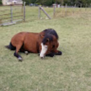 Meet your Posher, Adele